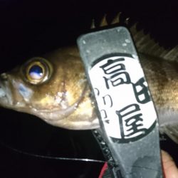 サビキ好調！！ルアーは？