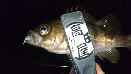 サビキ好調！！ルアーは？