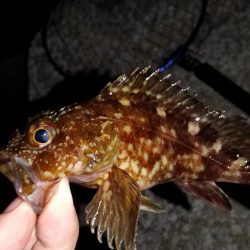 小魚食べてました