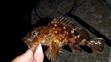 小魚食べてました