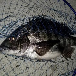 汽水魚は好活性