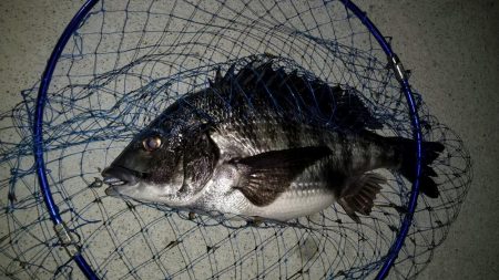 汽水魚は好活性