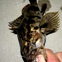 ロックフィッシュ