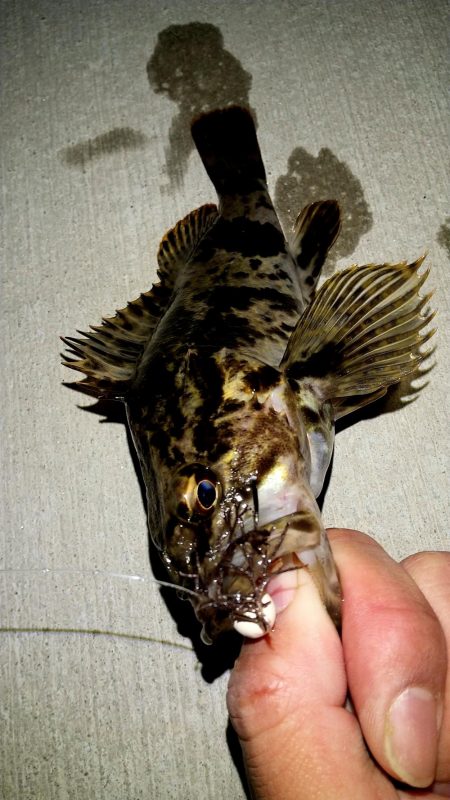 ロックフィッシュ