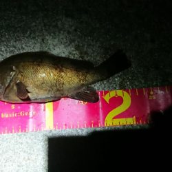 メバルプラッキング