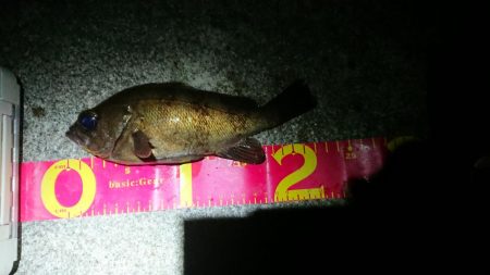 メバルプラッキング