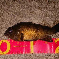 メバルプラッキング