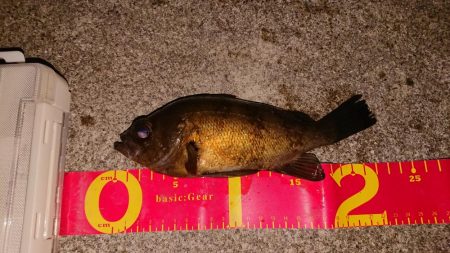 メバルプラッキング