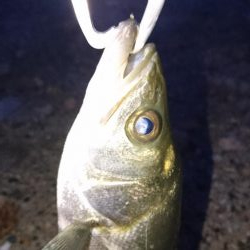 年無 54cm マチヌゲット