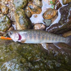 久しぶりの渓流釣り