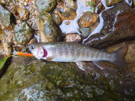 久しぶりの渓流釣り