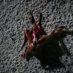 久しぶりの釣り