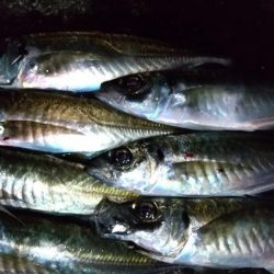 アジングで尺ラッシュ