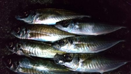 アジングで尺ラッシュ