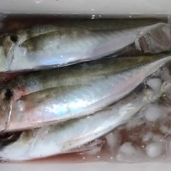 アジング. ほぼ尺