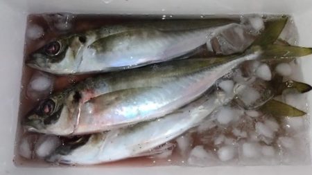 アジング. ほぼ尺