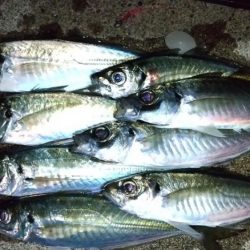 フロートライトゲーム　良型アジ