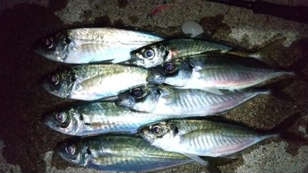 フロートライトゲーム　良型アジ