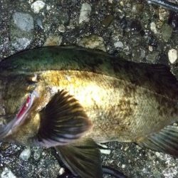 フロートメバルで25cm