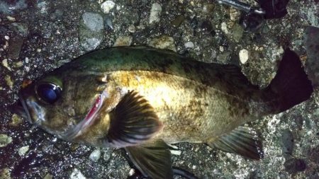 フロートメバルで25cm