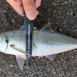 アジング　今季最大サイズ