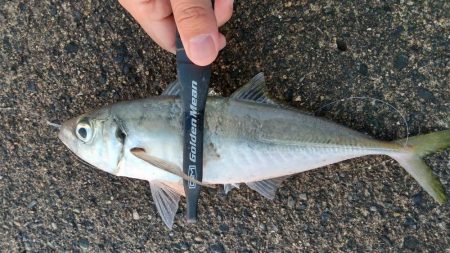 アジング　今季最大サイズ