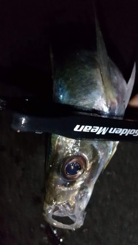 フロートアジング　36cm