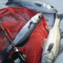 【苅田港】春のシーバス調査２