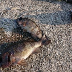 バチかマイクロか