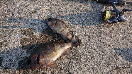 バチかマイクロか