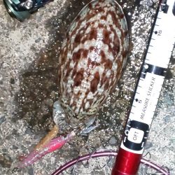 メバル休業中でコウイカ