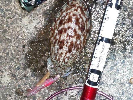 メバル休業中でコウイカ