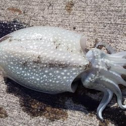 舞鶴港で朝8時から10時までの釣行。