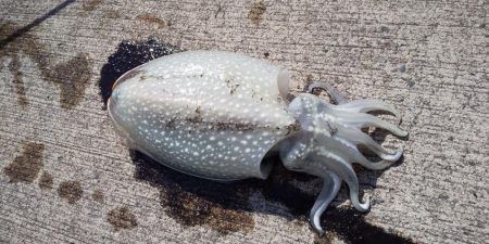 舞鶴港で朝8時から10時までの釣行。