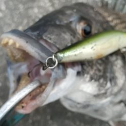 緊急事態宣言後の神戸湾奥調査