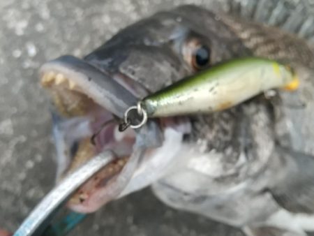 緊急事態宣言後の神戸湾奥調査