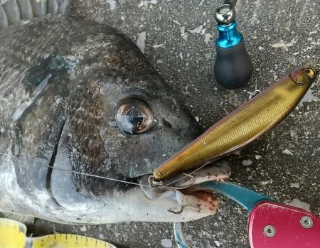 短時間デイゲーム夕練調査！