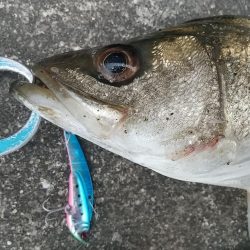 本降り前の朝練シーバスフィッシング！