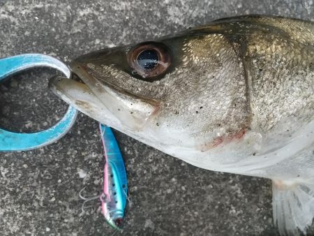 本降り前の朝練シーバスフィッシング！