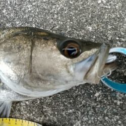 風の強かった夕練シーバス調査