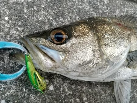 日没迄の短時間夕練！