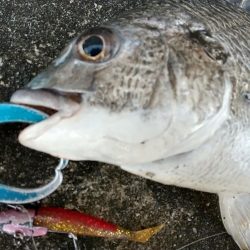 晴れた真っ昼間のデイゲーム調査