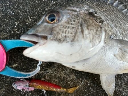 晴れた真っ昼間のデイゲーム調査