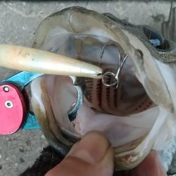 朝練久々のナナマル捕獲!