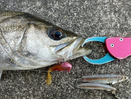 VJで連発ヒットの夕練！