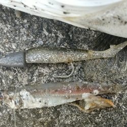 タモ忘れた夕練…