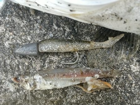 タモ忘れた夕練…