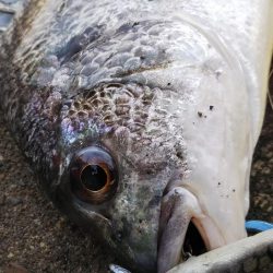 ぶら河川調査!!