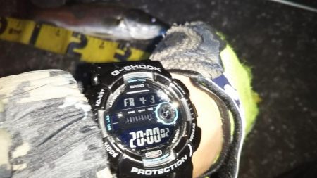 ぶらシーバス!!