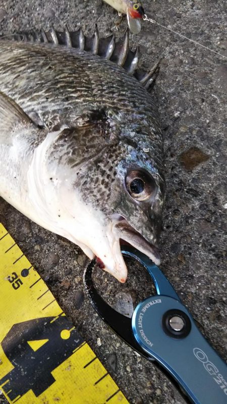 ぶら河川調査！！